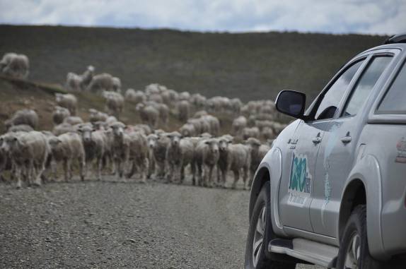 Cruzando com carneiros em estrada da Terra do Fogo chilena